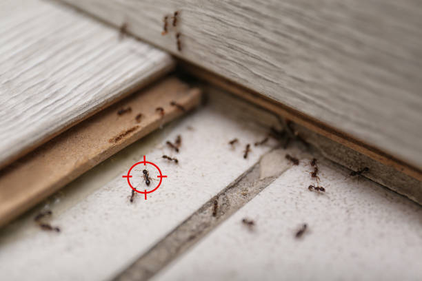 Wildlife Control Services in Homestead, FL