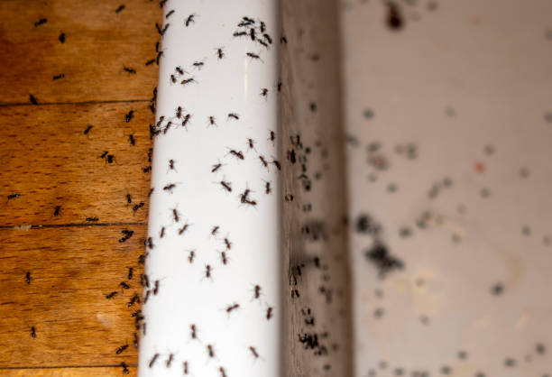 Best Commercial Pest Control Services  in Homestead, FL
